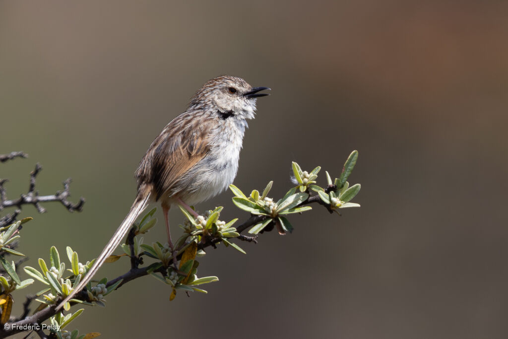 Striped Prinia