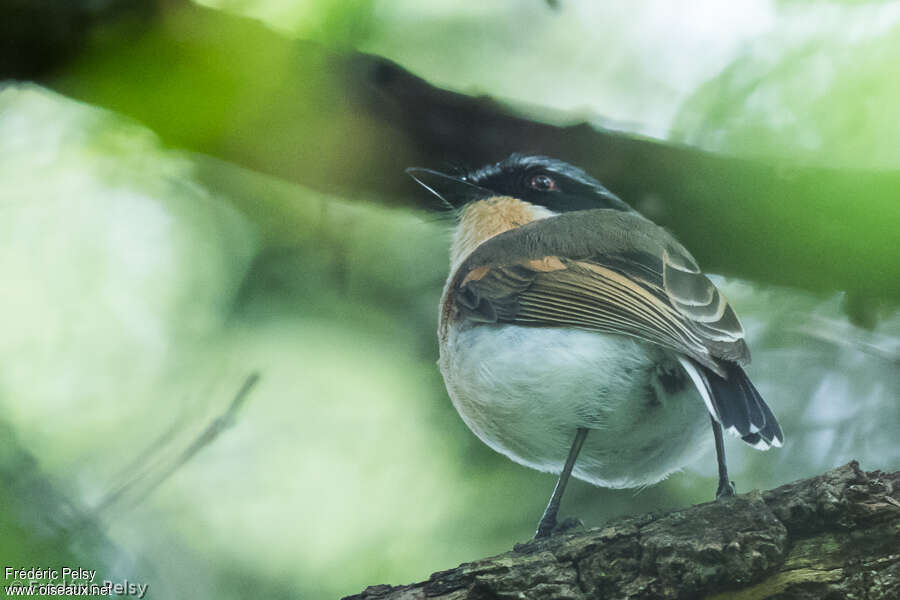 Woodwards' Batis female adult, identification