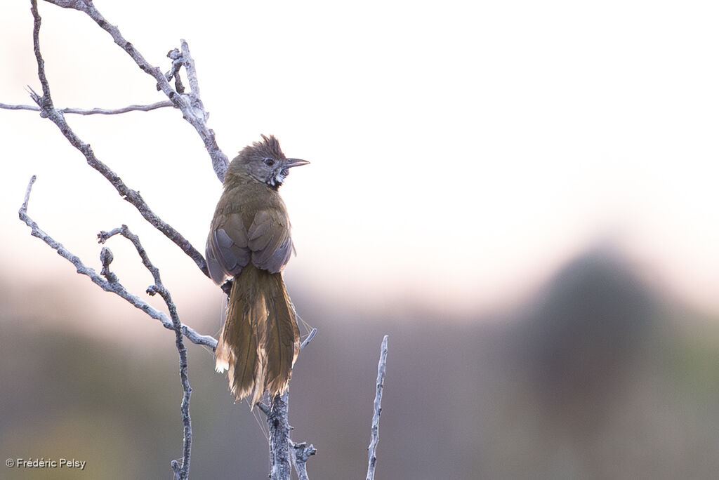 Psophode à menton noir
