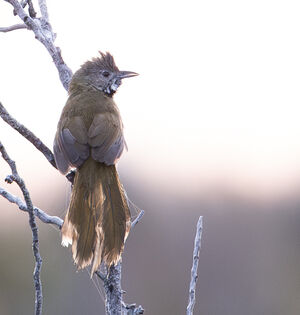 Psophode à menton noir