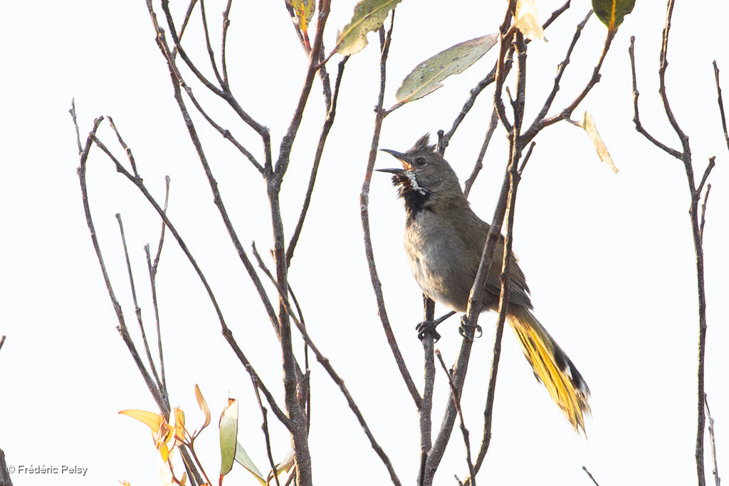 Psophode à menton noir