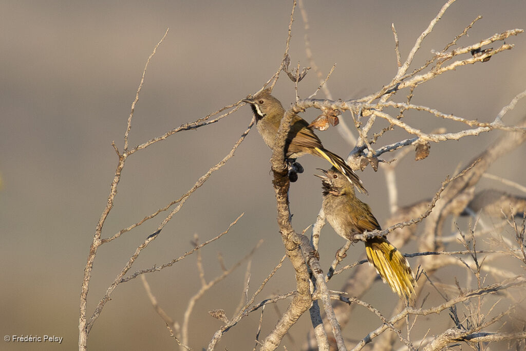 Psophode à menton noir