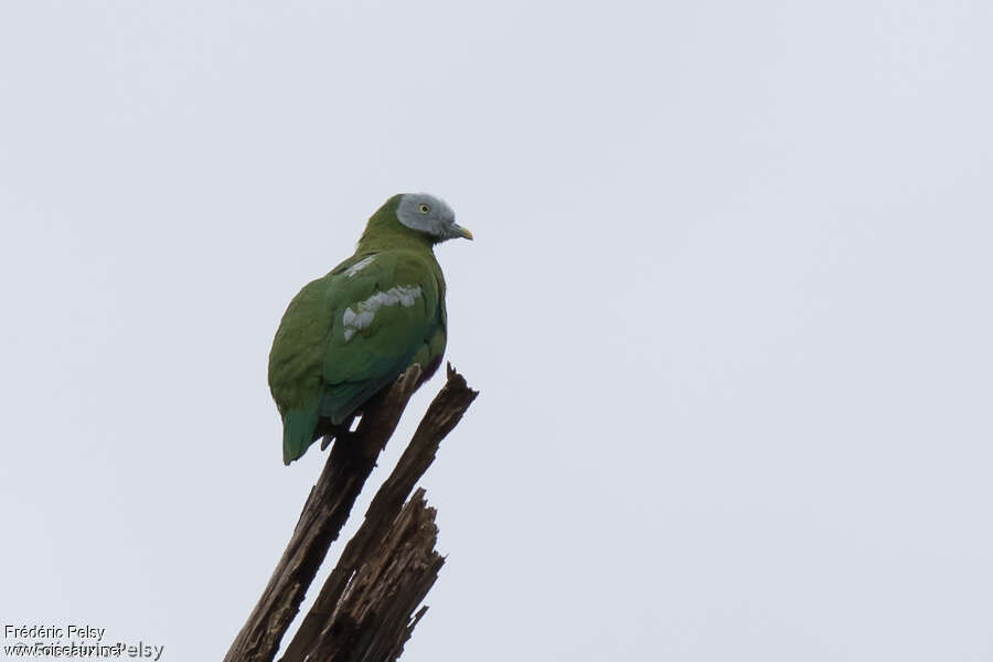 Grey-headed Fruit Dove