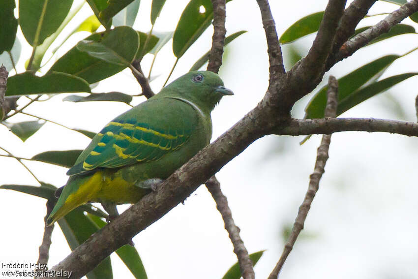 Dwarf Fruit Dove male adult