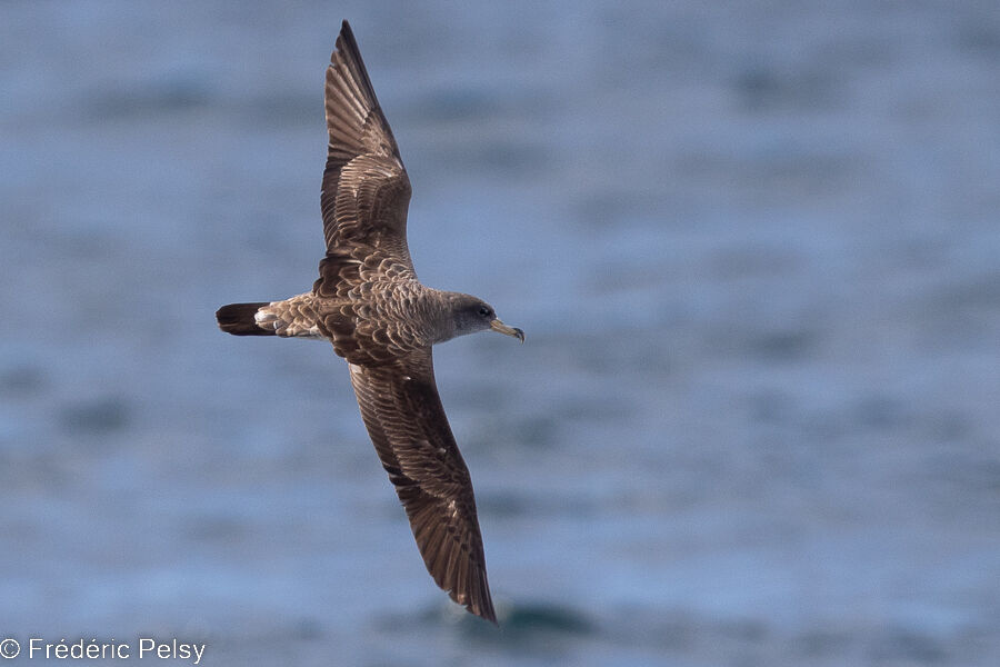 Cory's Shearwater