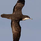 Puffin des Galapagos