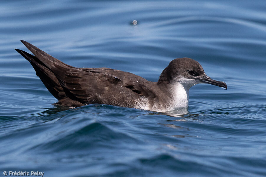 Puffin des Galapagos