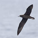 Puffin fouquet