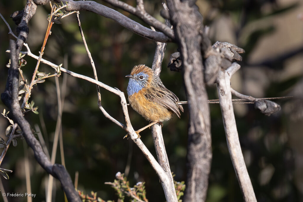 Southern Emu-wren male
