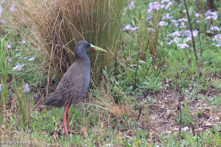 Plumbeous Railadult, identification