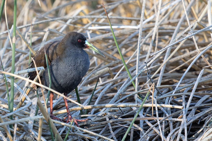 Plumbeous Rail
