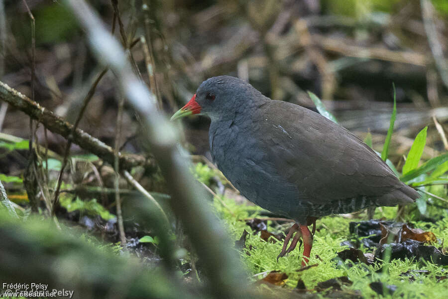 Râle à bec peintadulte, identification