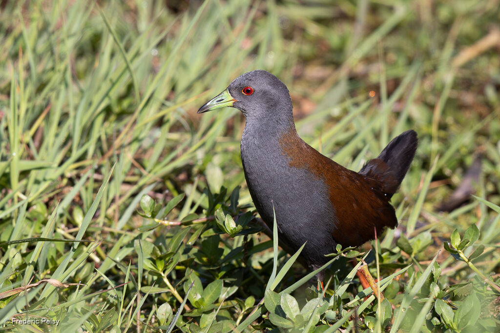 Black-tailed Crake