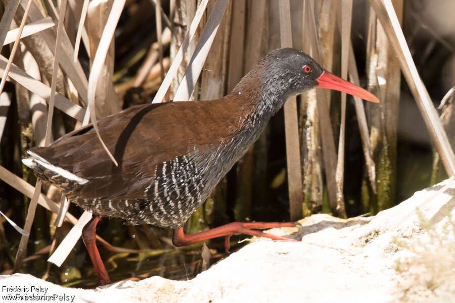 African Railadult