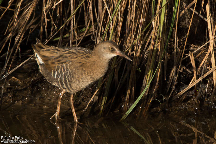 Râle d'eaujuvénile, identification