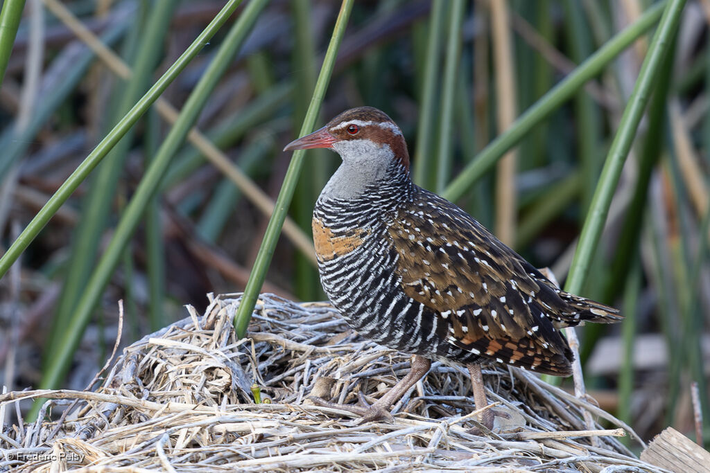 Buff-banded Railadult