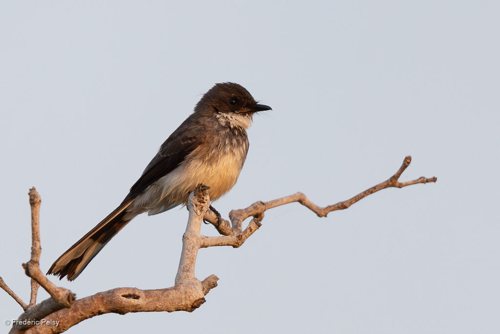 Rhipidure à ventre chamois