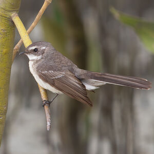 Rhipidure des mangroves