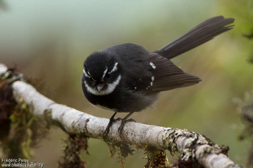 Friendly Fantailadult, identification