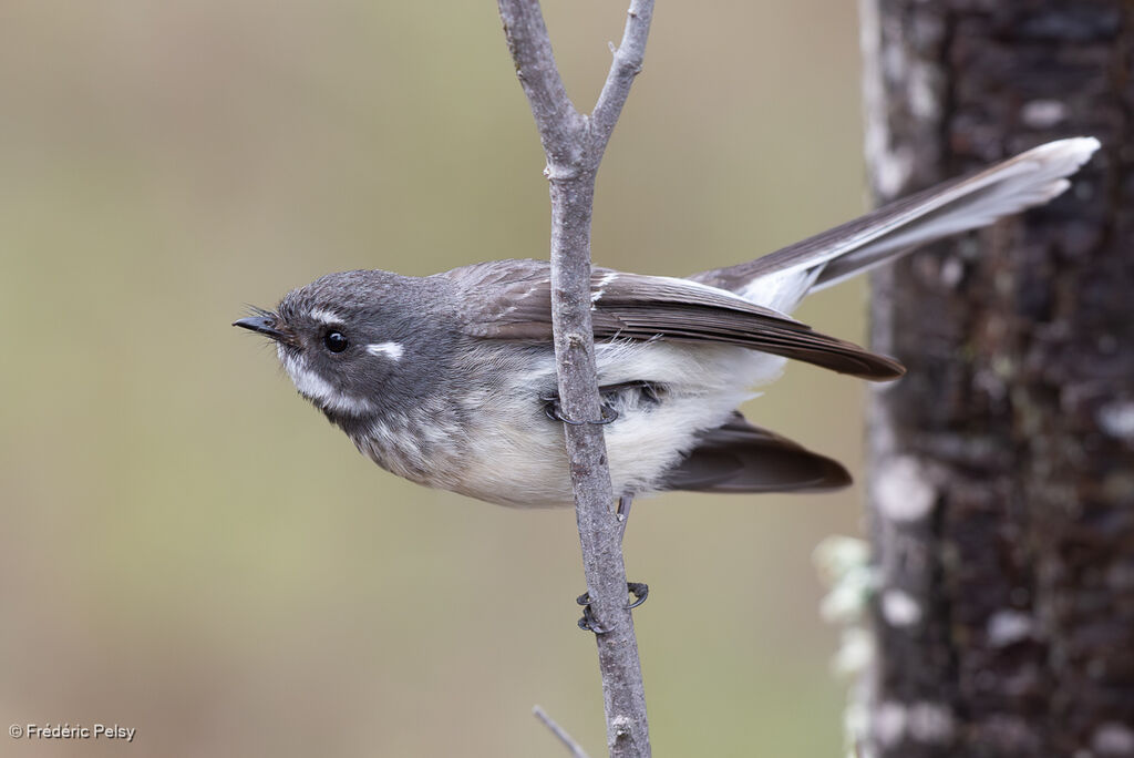 Grey Fantail
