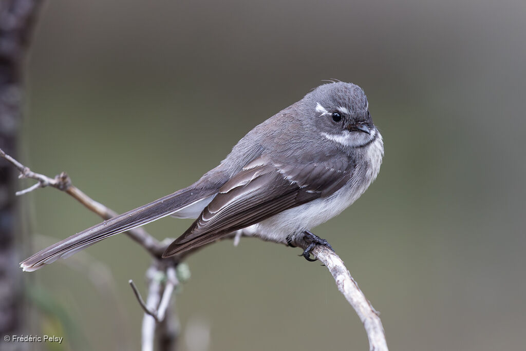 Grey Fantail