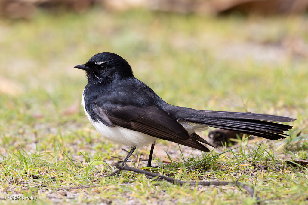 Willie Wagtail