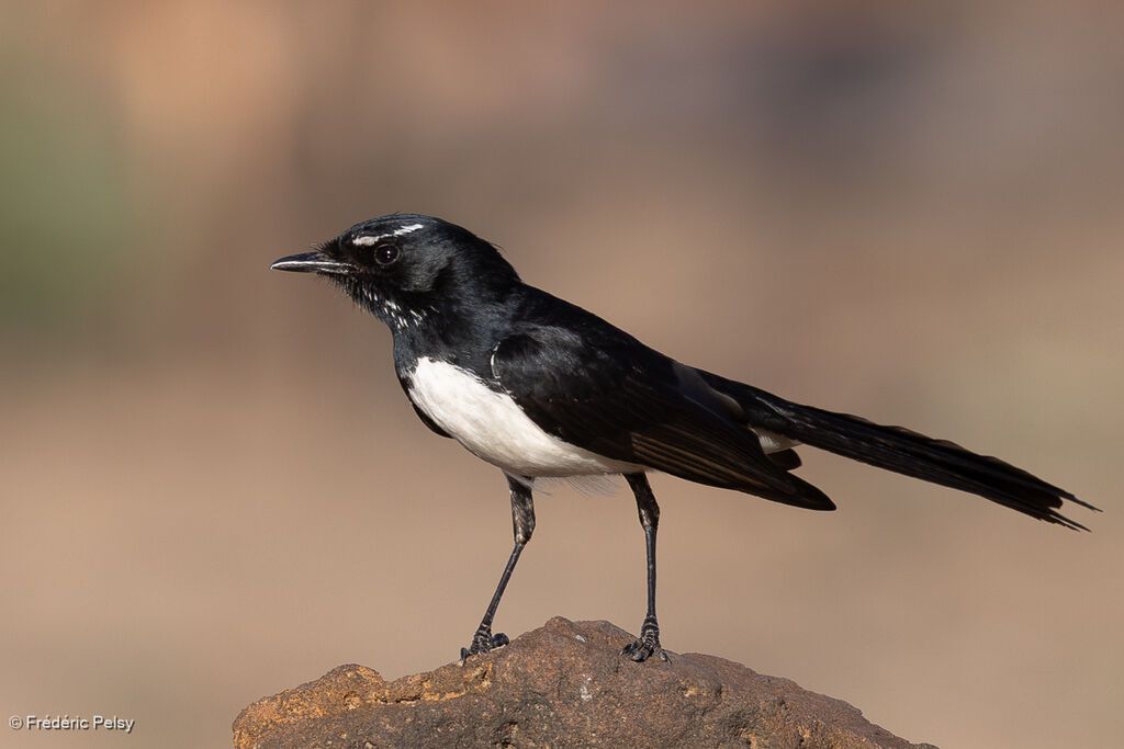 Rhipidure hochequeue