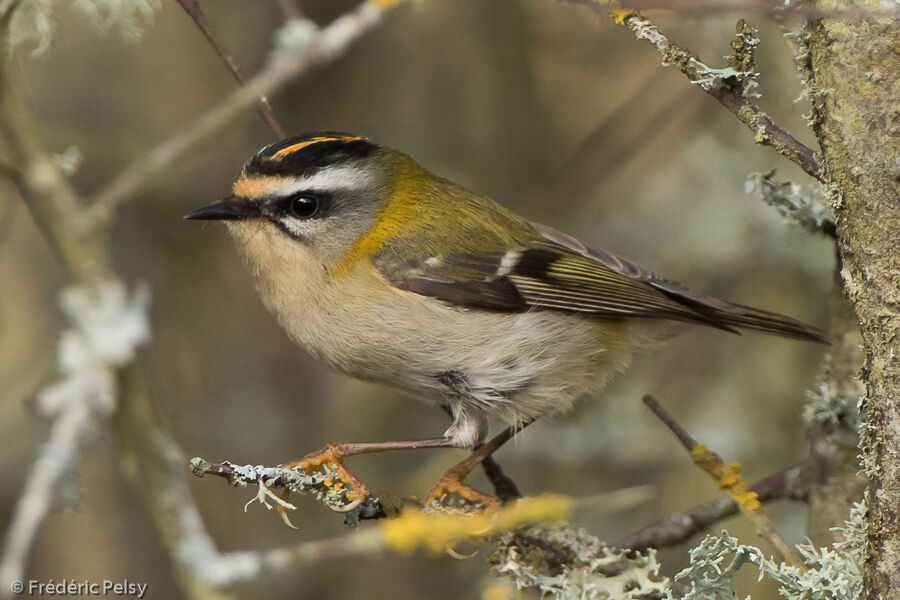 Common Firecrest male