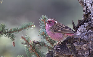 Roselin à sourcils blancs