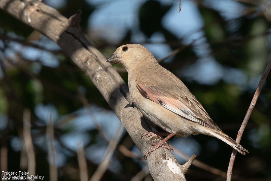 Desert Finch female adult, identification