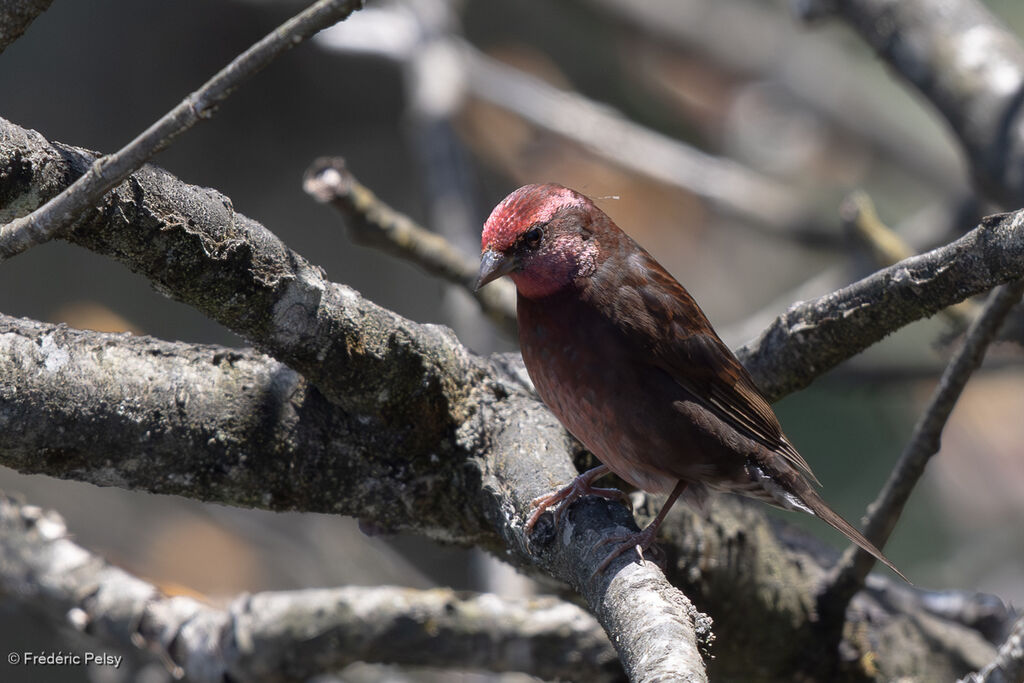 Roselin sombre mâle