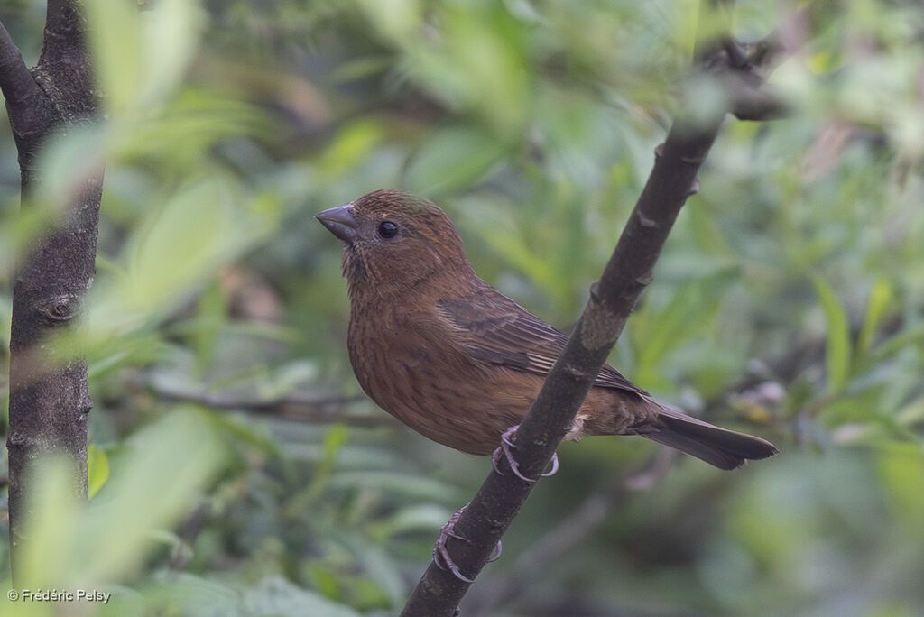Vinaceous Rosefinch female