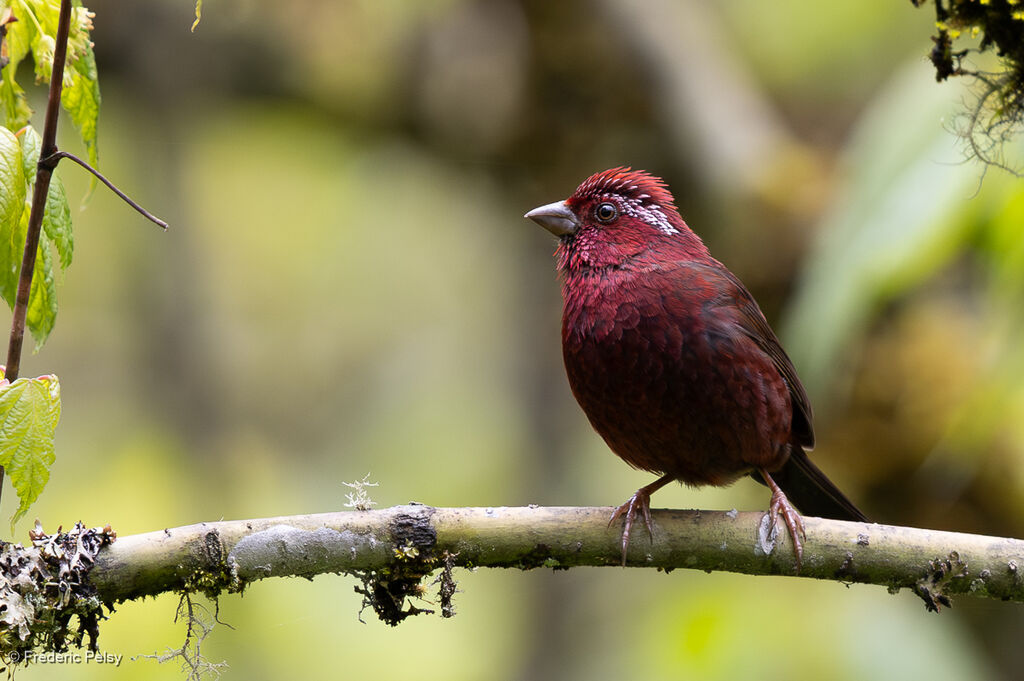 Vinaceous Rosefinch male