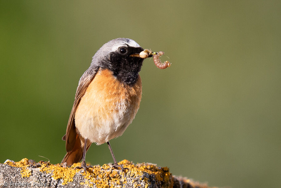 Common Redstart male adult