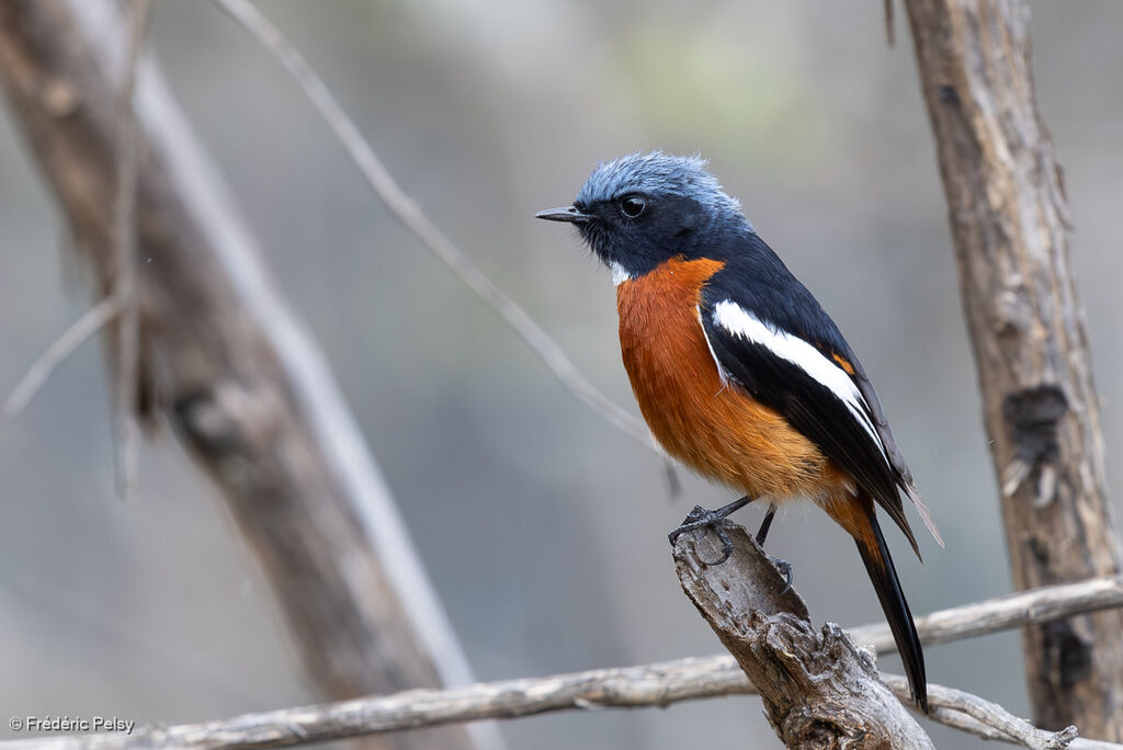 White-throated Redstart