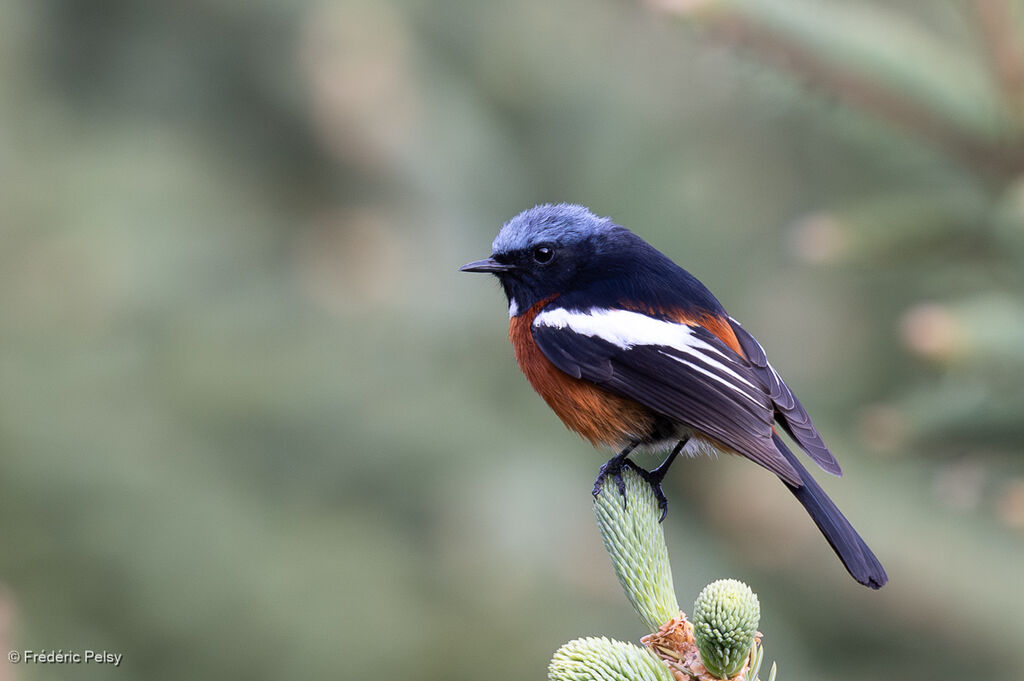 Rougequeue à gorge blanche