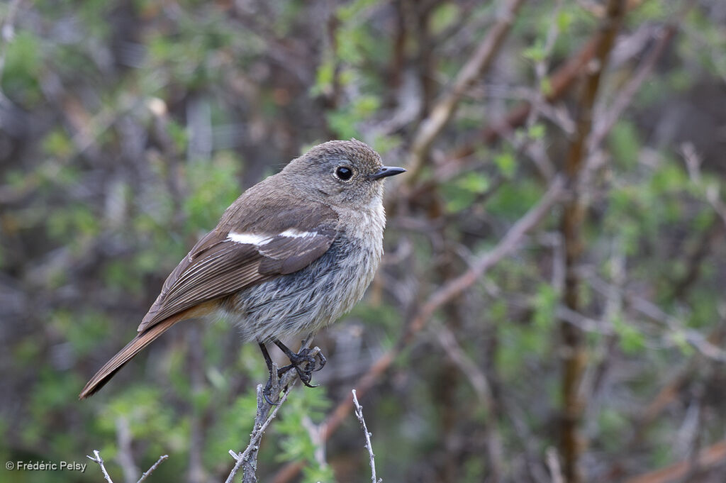 Rougequeue à gorge blanche