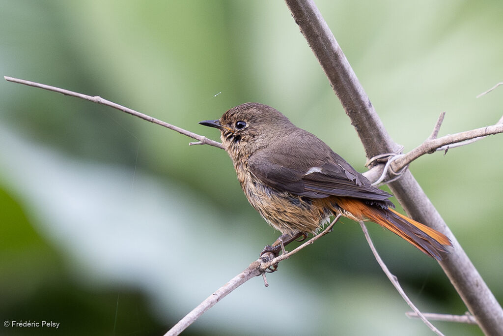 Daurian Redstart female