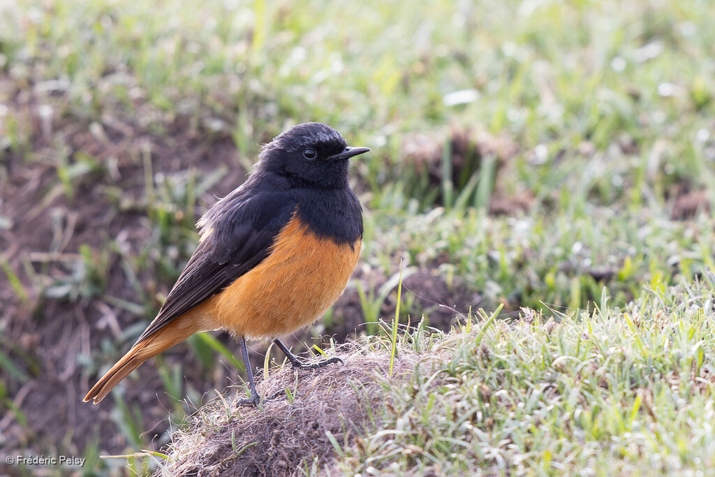 Rougequeue noir mâle