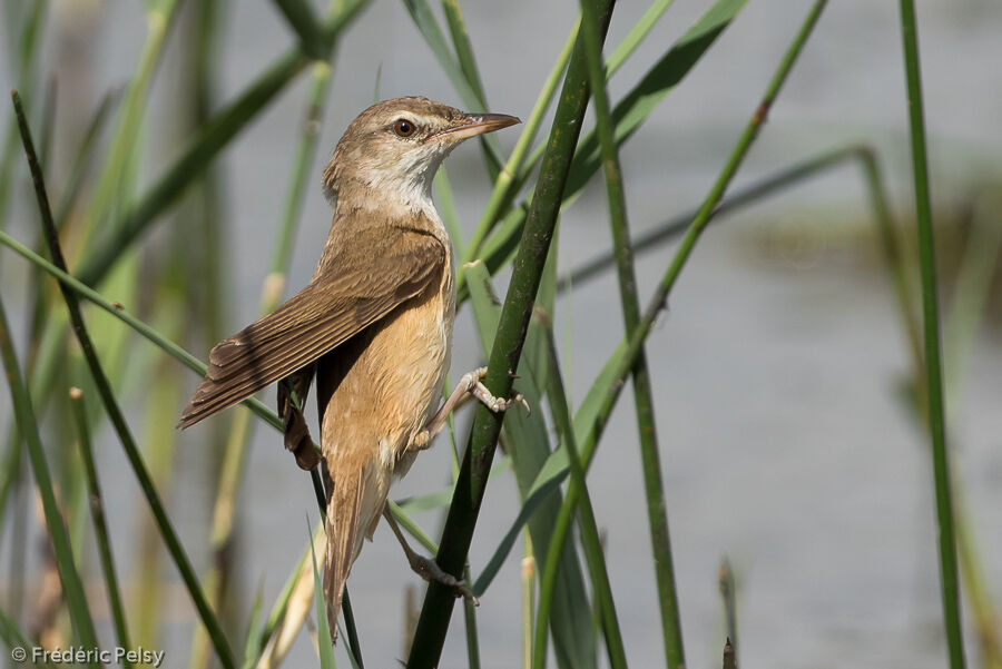Great Reed Warbleradult
