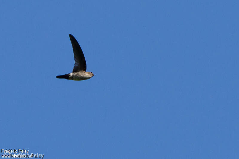 Edible-nest Swiftlet (germani)adult