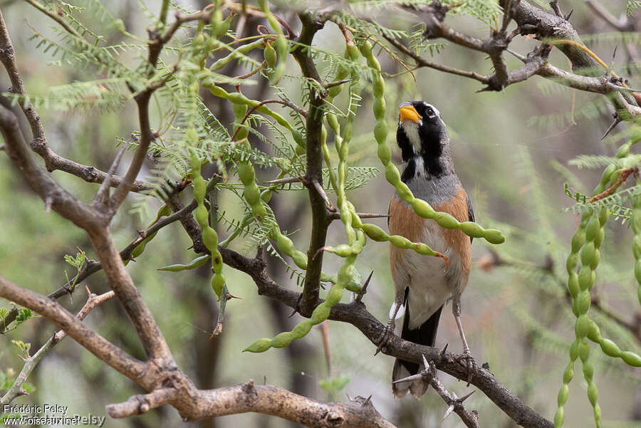 Many-colored Chaco Finchadult, eats