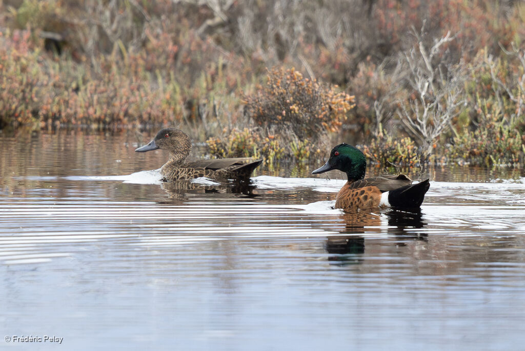 Chestnut Teal
