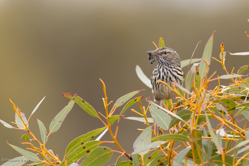 Western Fieldwren