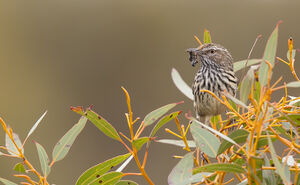 Séricorne montanelle