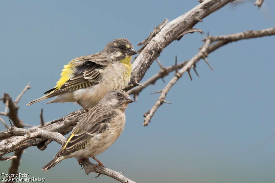 Lemon-breasted Canaryadult