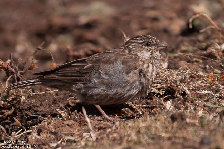 Serin d'Ankober, identification