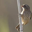Serin de Sainte-Hélène