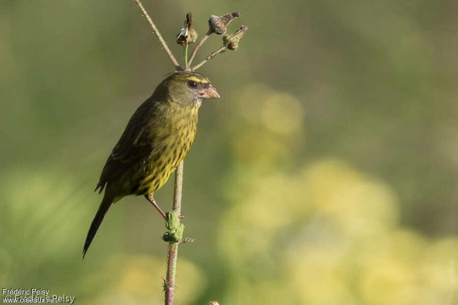 Serin forestier femelle adulte, identification