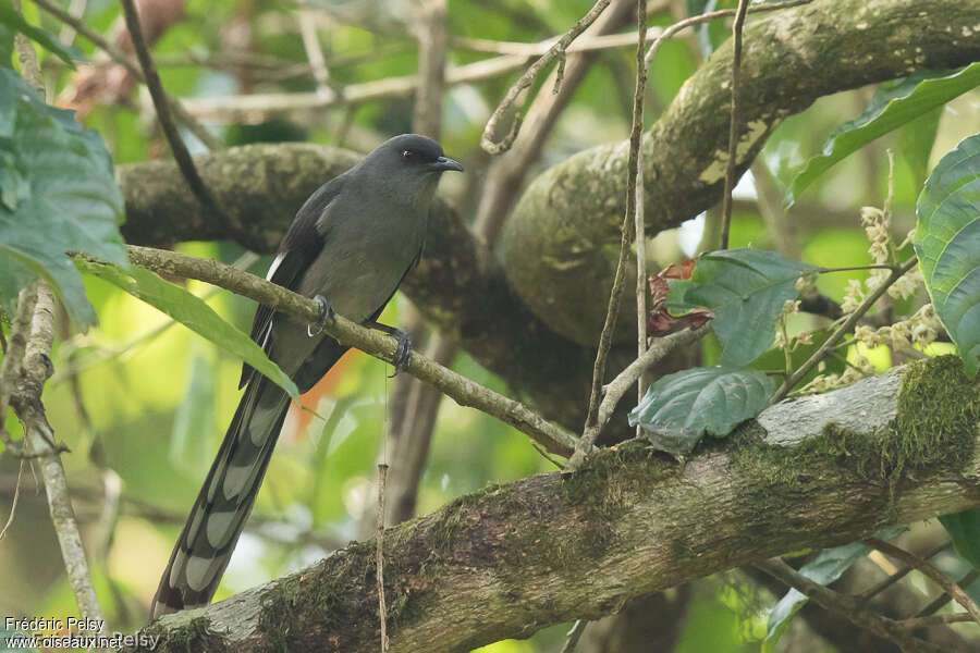 Sibia à longue queue, identification